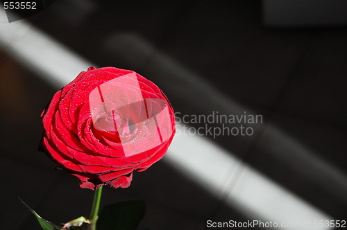 Image of red rose 2