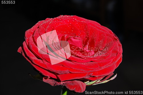 Image of red rose
