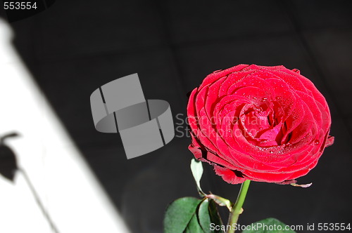 Image of one rose