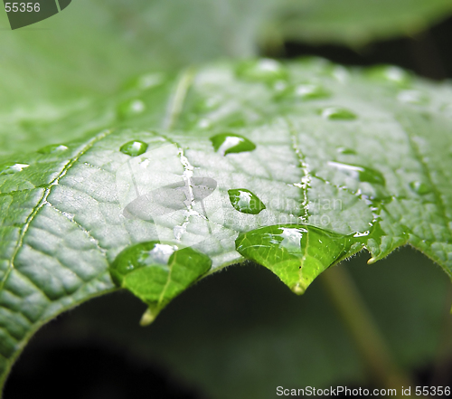 Image of Leaf