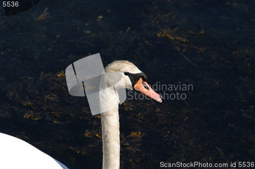 Image of Swan_5_27.04.2005