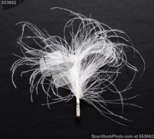 Image of feather