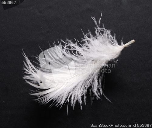 Image of feather