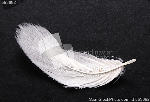 Image of feather