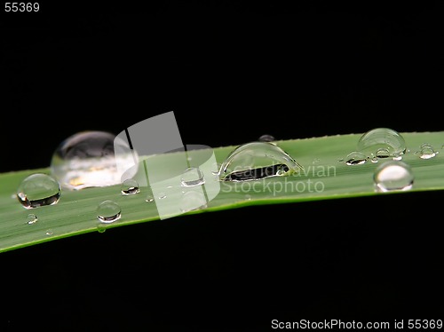 Image of Drops