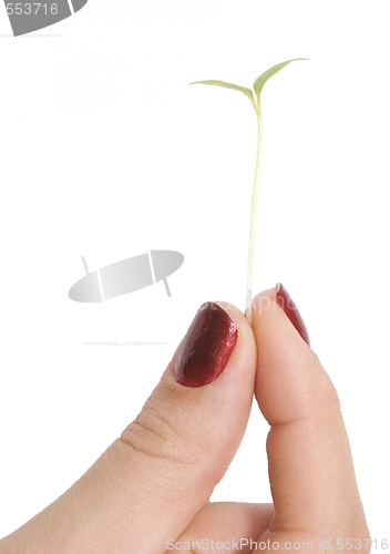 Image of green plant