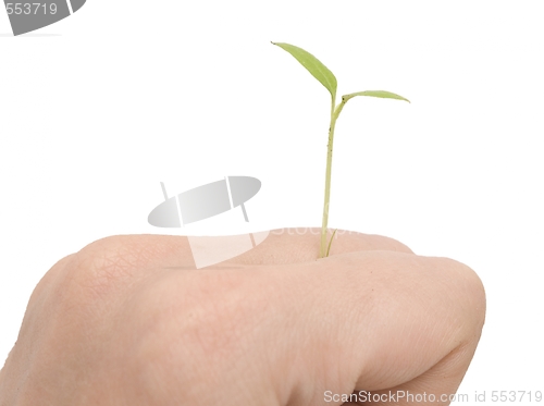Image of green plant
