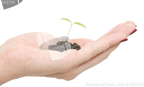 Image of plant in hand