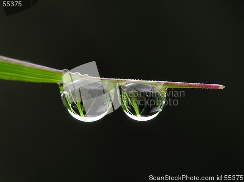 Image of Drops
