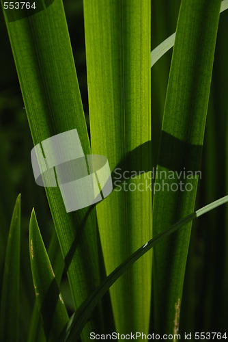 Image of Green straws.