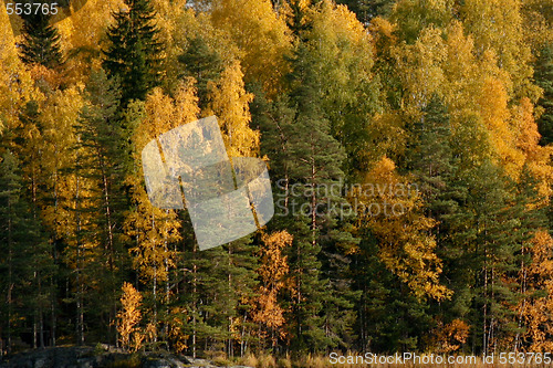 Image of Trees in autumn