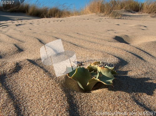 Image of Alone In The Beach