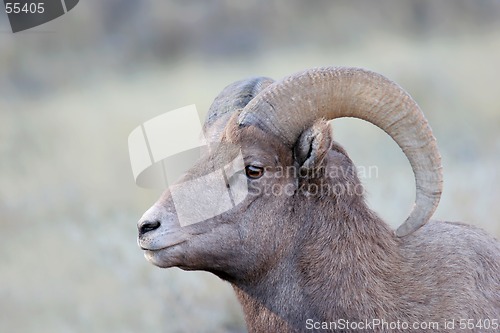 Image of bighorn sheep