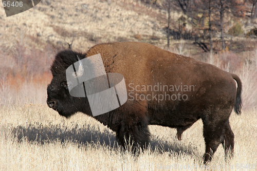 Image of bison