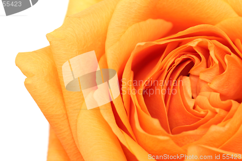 Image of rose abstract over white