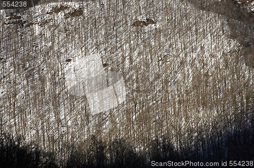 Image of graphic art of winter forest