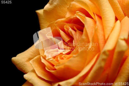 Image of peach rose over black