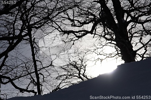 Image of magic forest