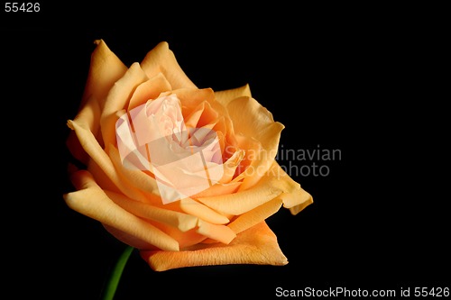 Image of peach rose