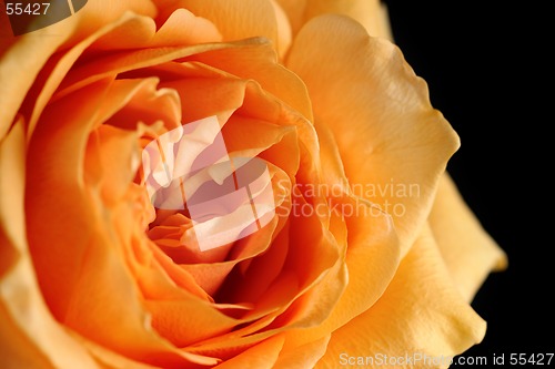 Image of rose macro over black