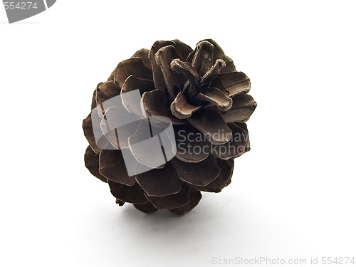 Image of Pine cone