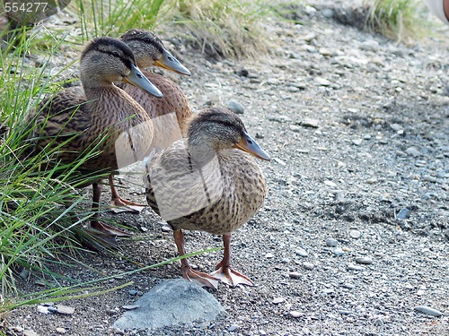 Image of three ducks