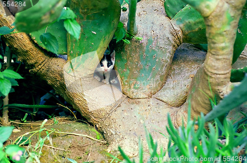 Image of two kittens and cactus