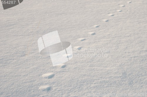 Image of prints on snow