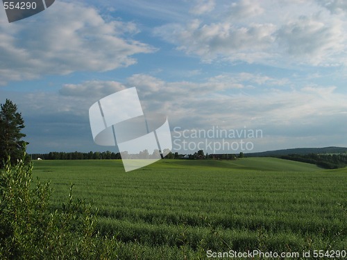 Image of summer meadow