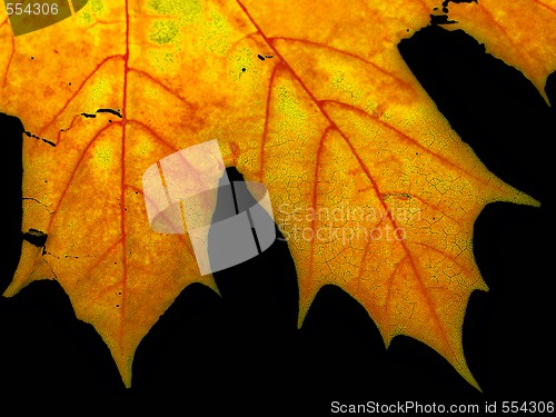 Image of Maple leaf close-up