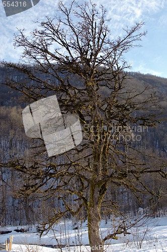 Image of old tree