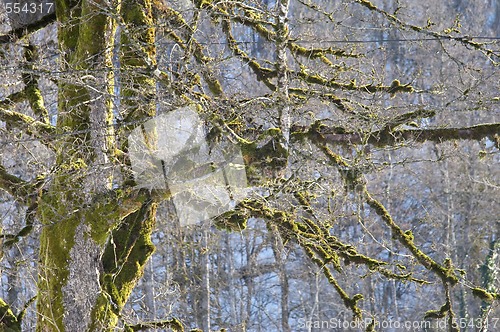 Image of branches covered with moss