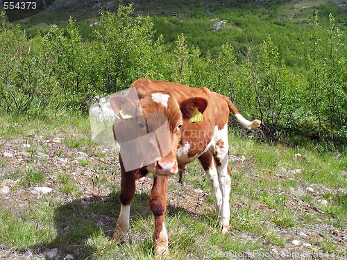Image of calf with eartags