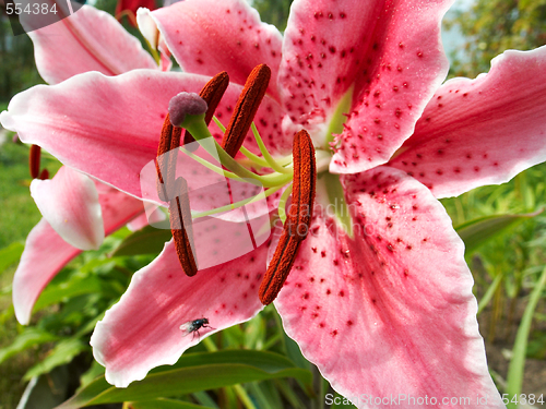 Image of fly on a lily's petal