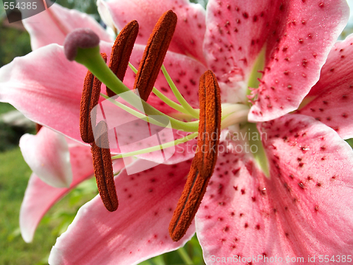 Image of colorful lily closeup