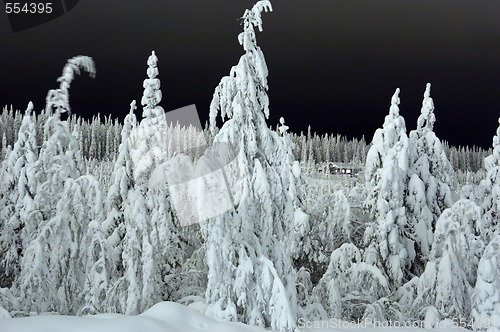 Image of house in the forest