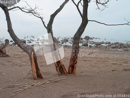 Image of three trees