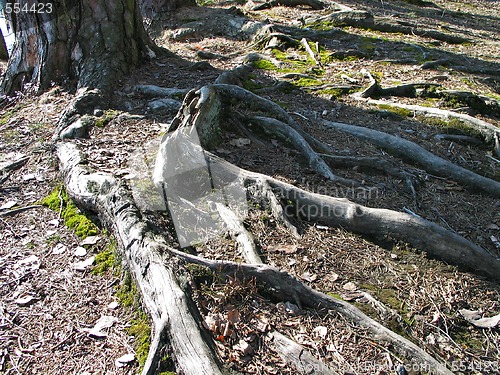 Image of Roots