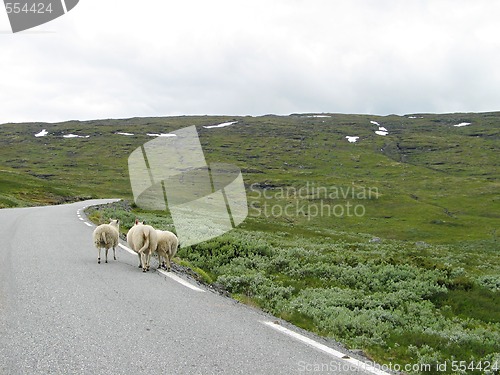 Image of sheep trip