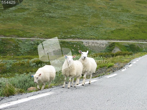 Image of roadside pasture