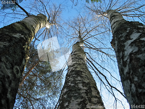 Image of Three birches and pine