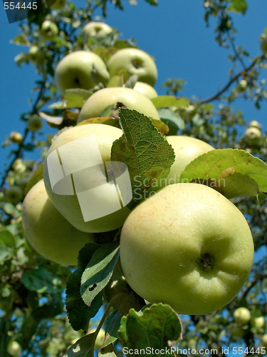 Image of rich harvest