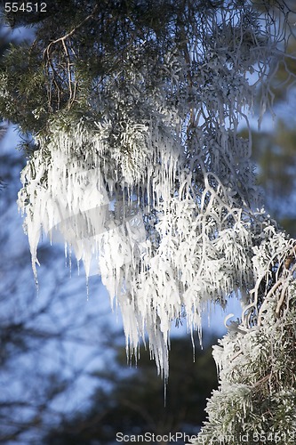 Image of Ice Branch 4