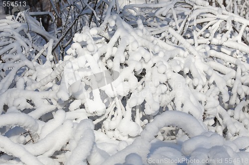 Image of Ice Branch 5
