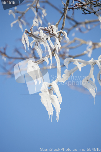 Image of Ice Branch 9