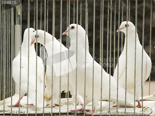 Image of doves in cage