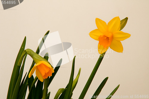 Image of Daffodil