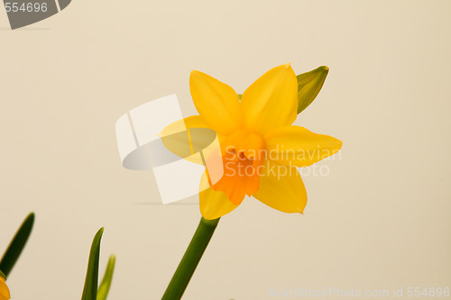 Image of Daffodil