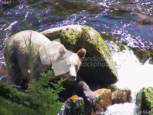 Image of Posing Bear