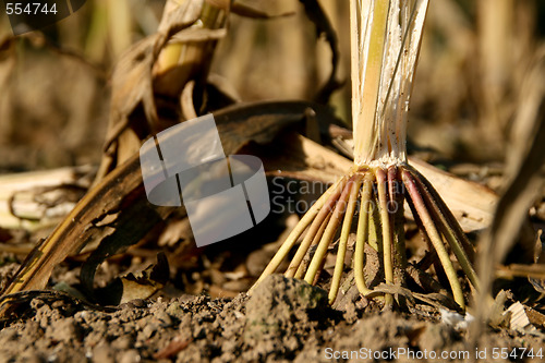 Image of Corn